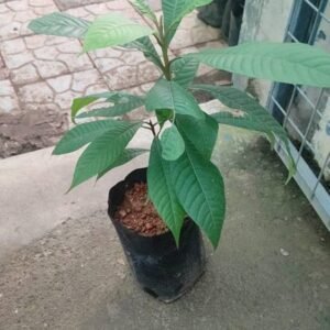 Bhoot Raj Plant ( Bhoot Raja )