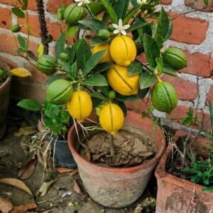 Three line lemon plant