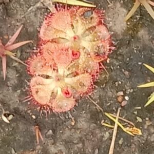Runi Juni ( Piladu Pitadu ) Plant